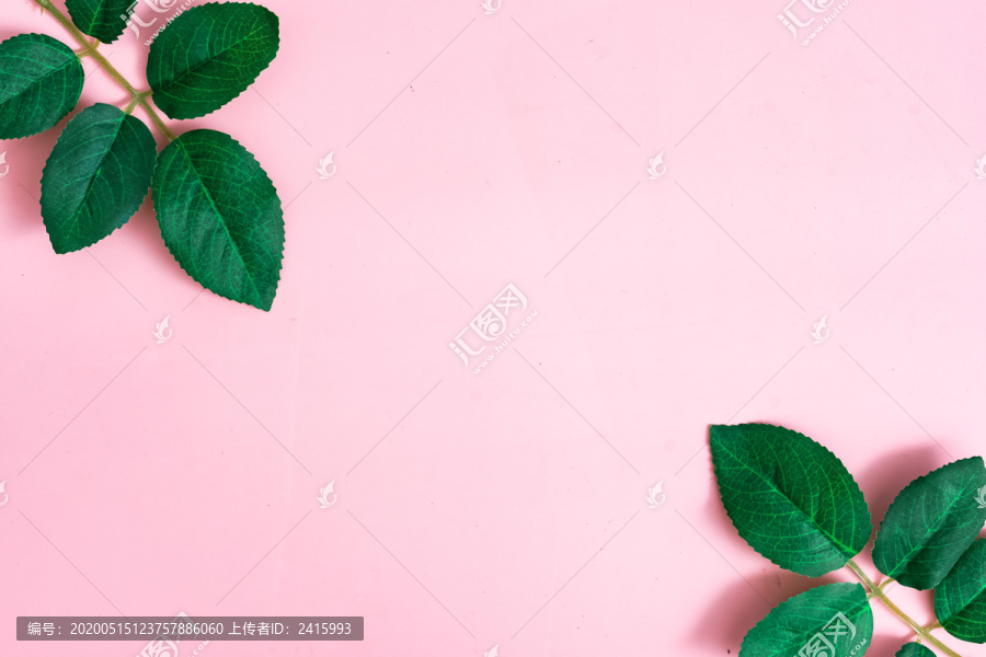 绿色植物粉色背景夏季