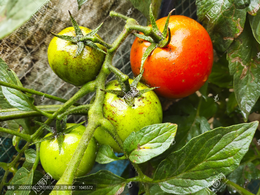 生态西红柿