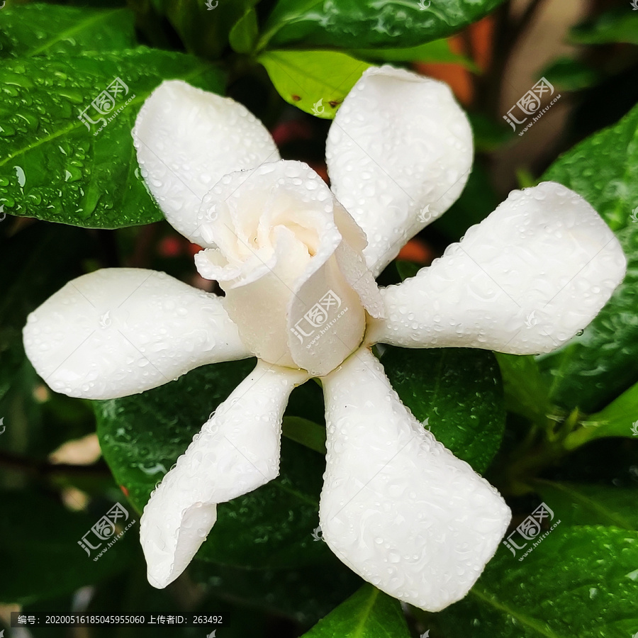 栀子花特写