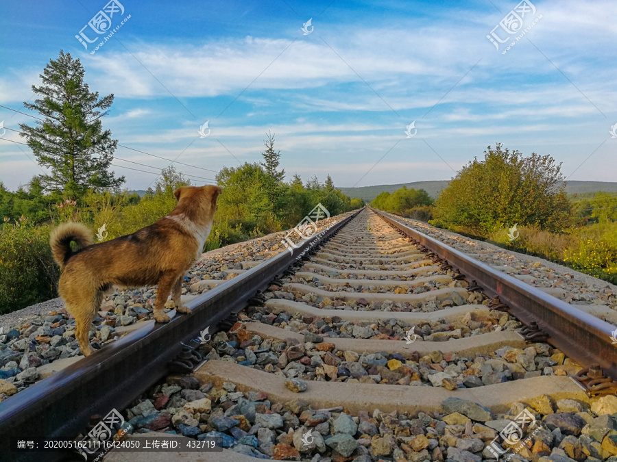 站在铁轨上的小狗