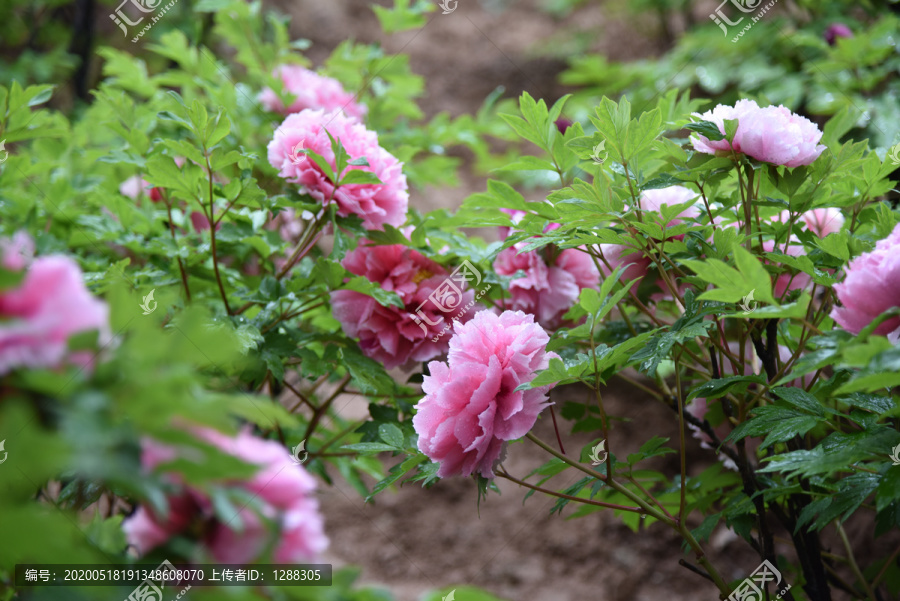 牡丹牡丹园牡丹花牡丹花苞