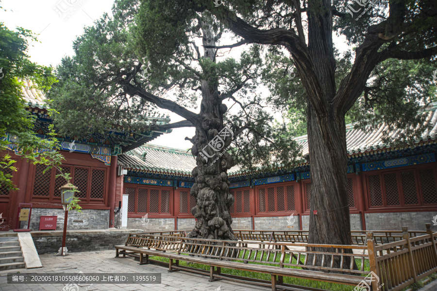 北京孔庙国子监古树