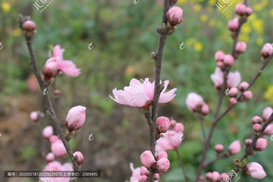 观赏桃花