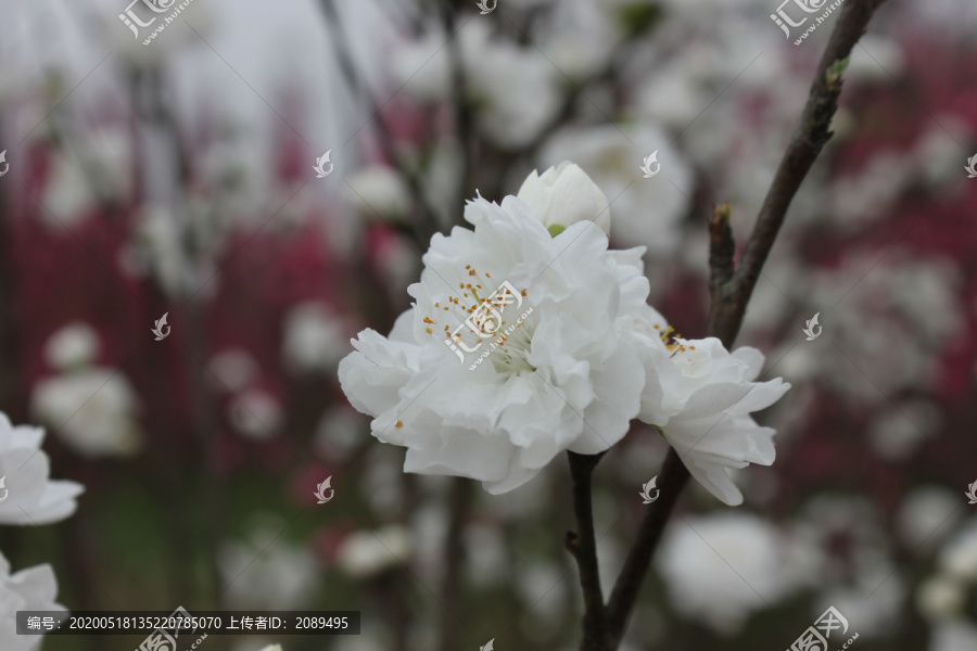 观赏桃花