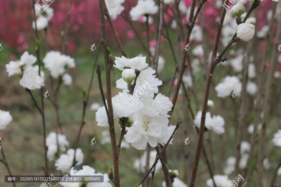 观赏桃花