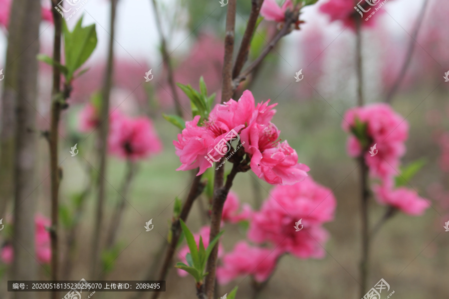 桃花