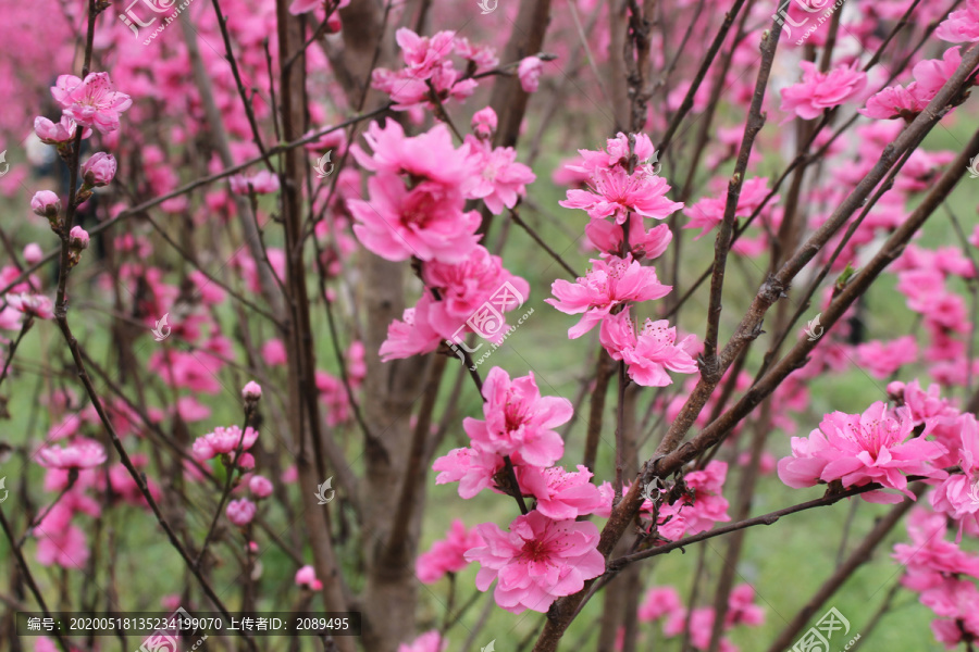 桃花