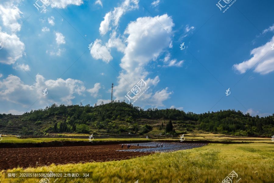 麦田麦穗田园风光