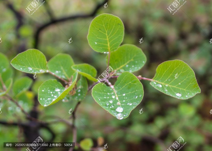 带露珠的黄栌树叶