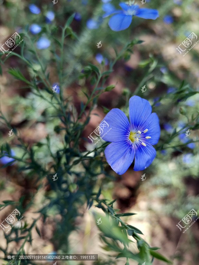 亚麻花