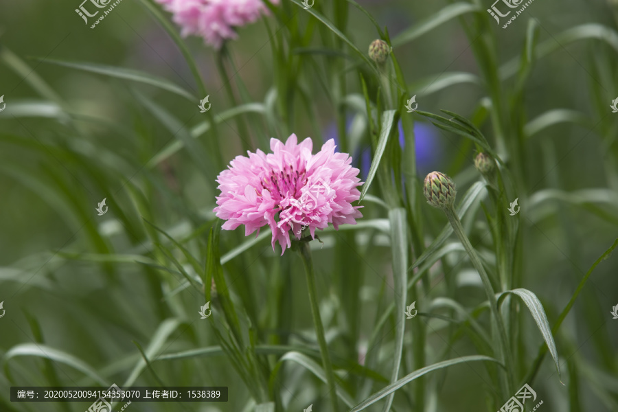 蓝花矢车菊