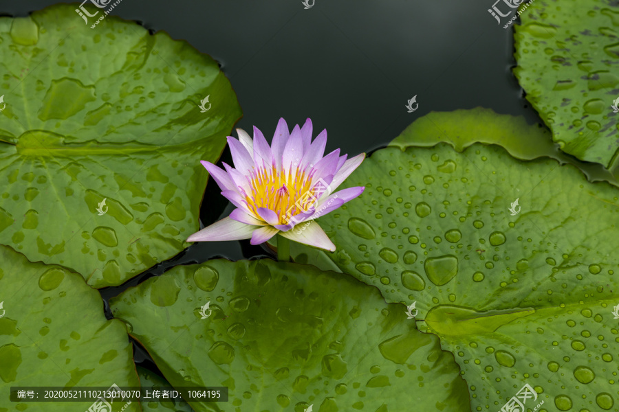 荷塘莲花摄影素材