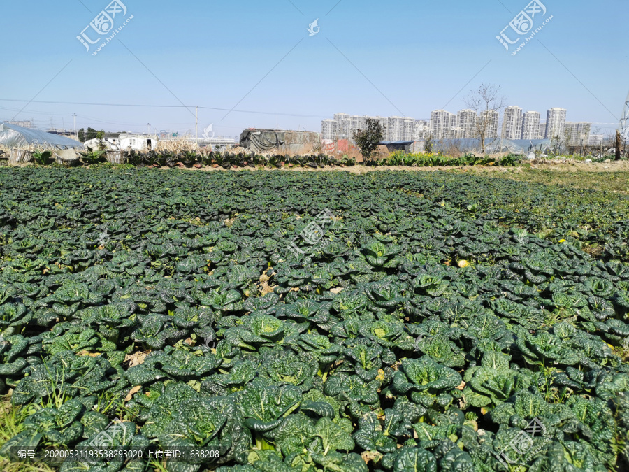 油冬菜地