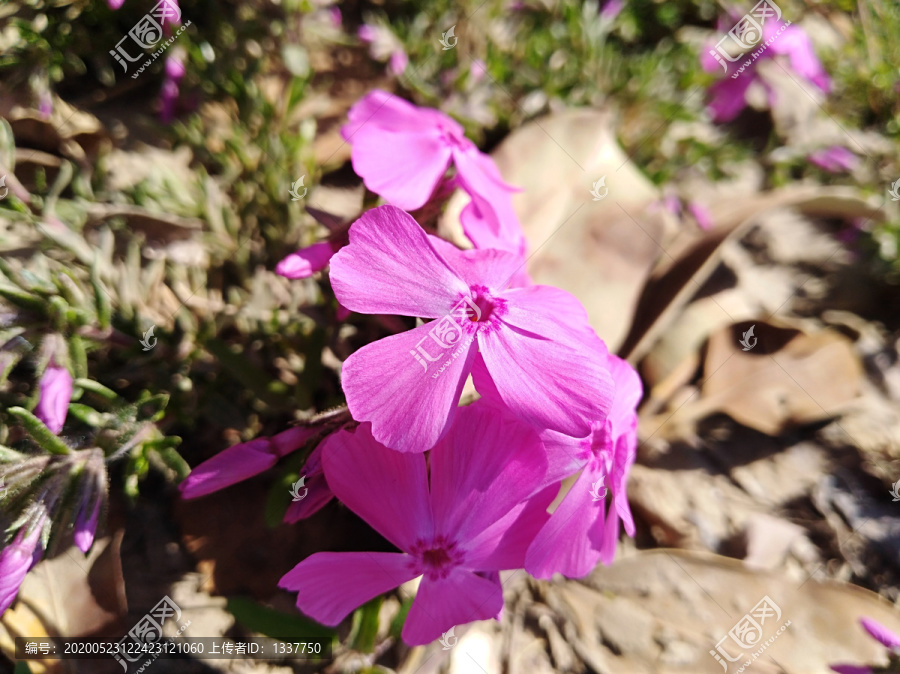 紫色小花