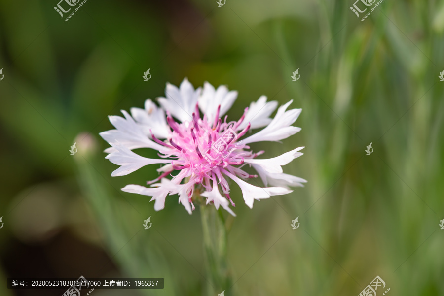 粉色菊花小雏菊