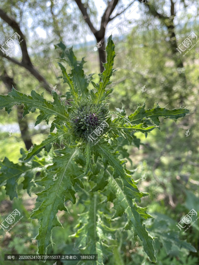 飞廉