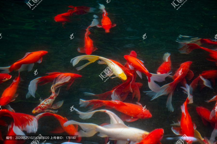 鱼池中的红锦鲤