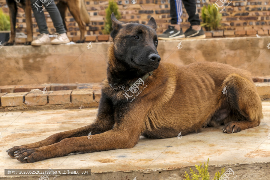 狼犬狼狗