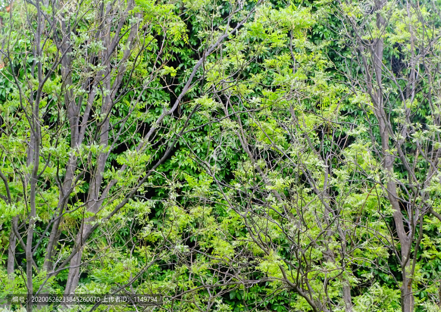 绿叶树枝墙