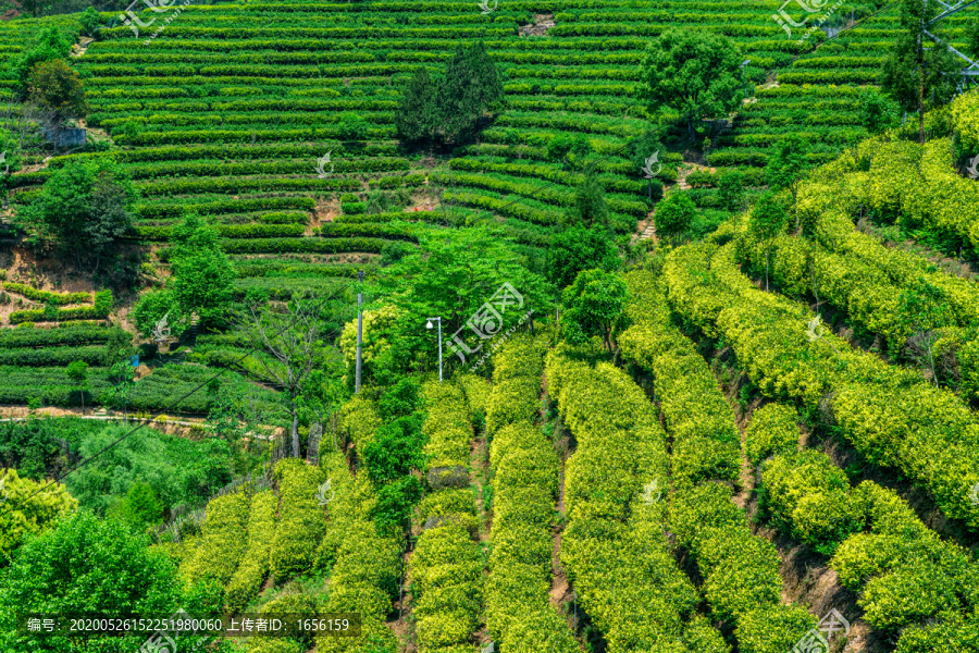 茶叶种植