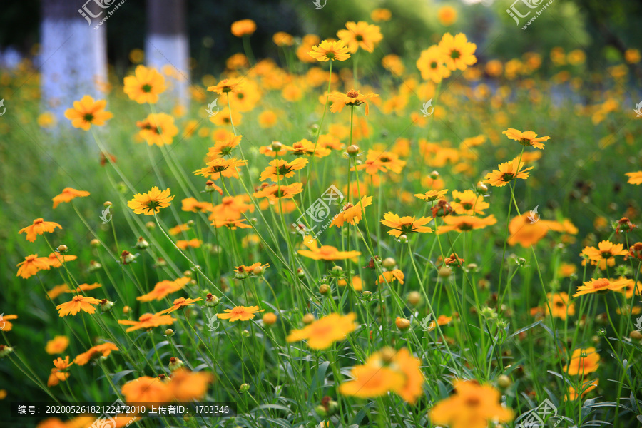 野菊花