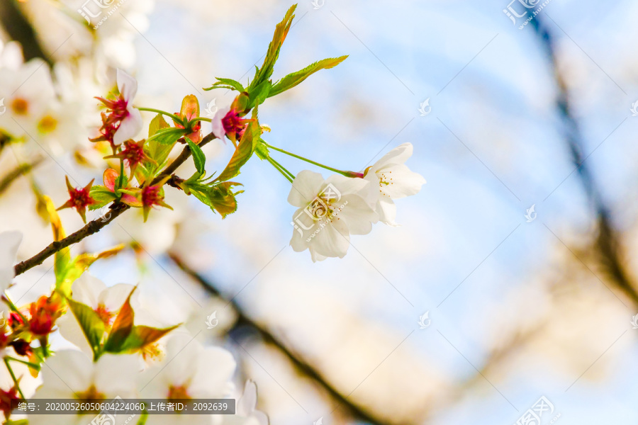 樱花特写