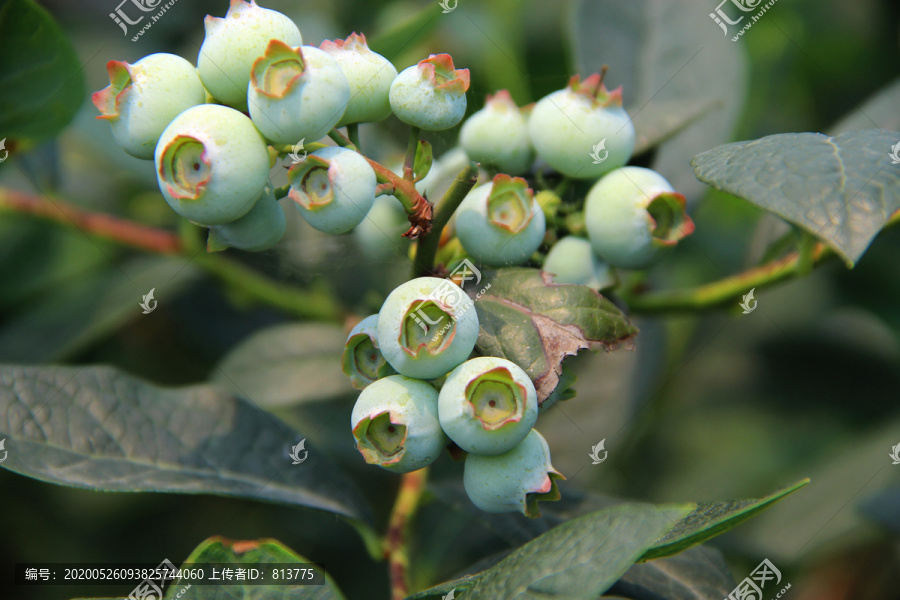 青色鲜果蓝莓