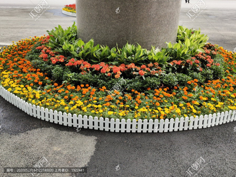 花坛里的花