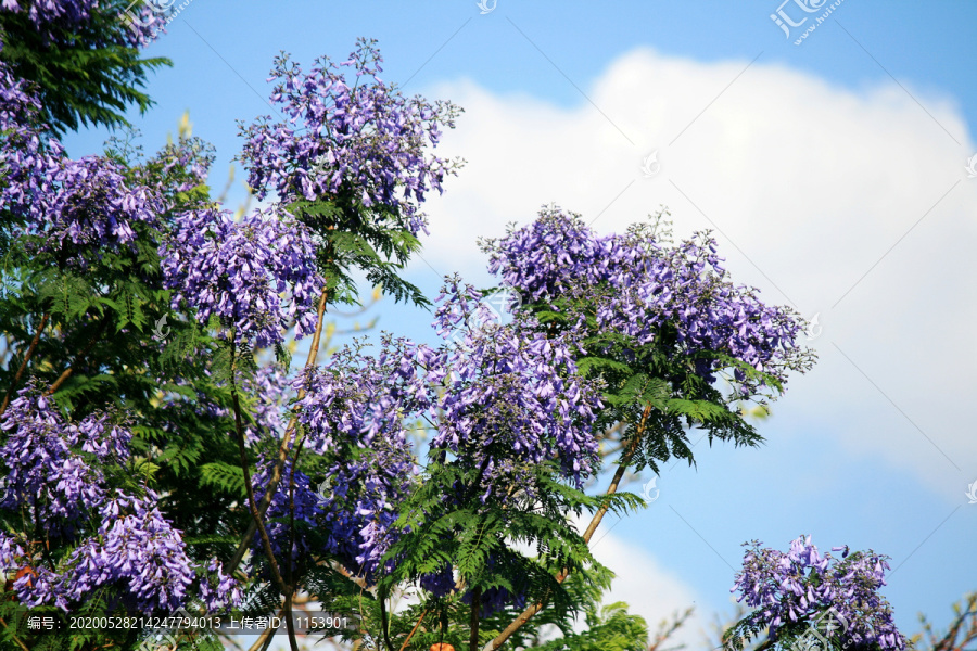 蓝花楹开花