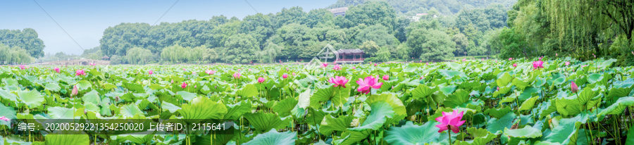 杭州西湖夏天大画幅