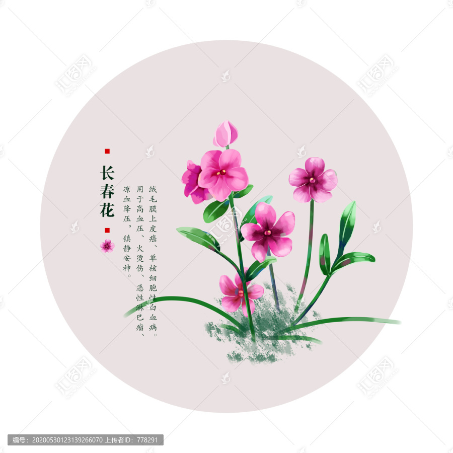 长春花