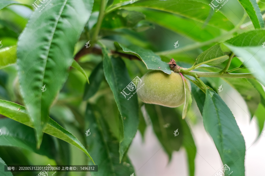 毛绒绒的青涩桃子