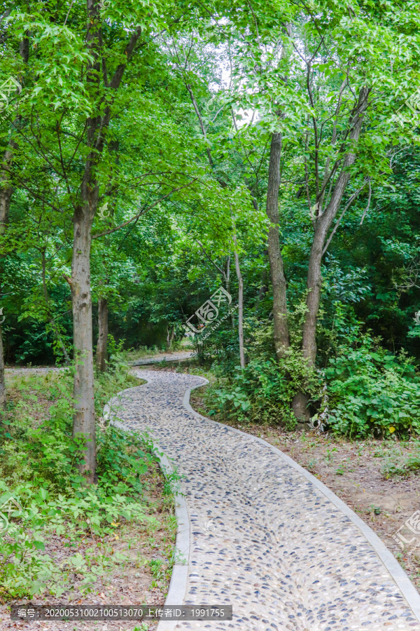 森林公园绿色休闲道路