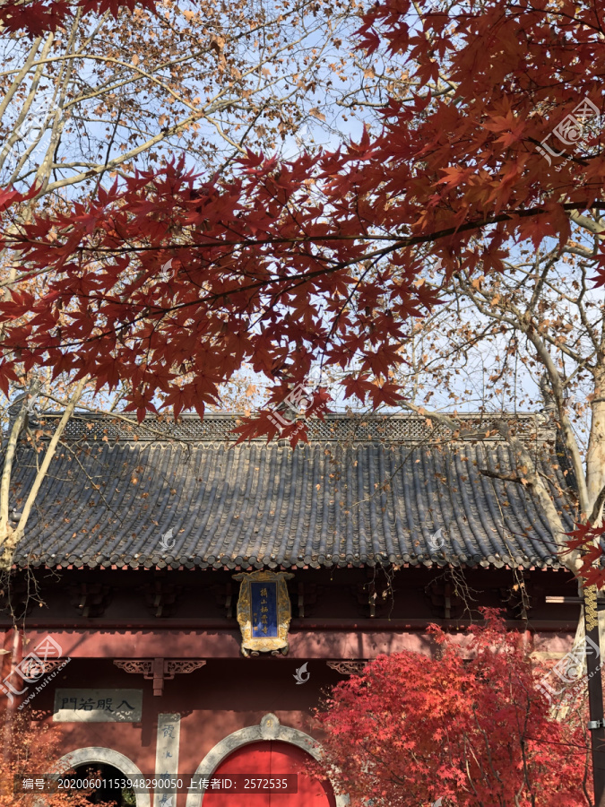 栖霞山枫叶