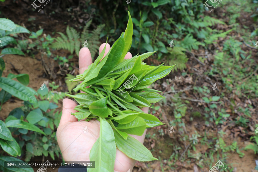 背篓里的鲜茶