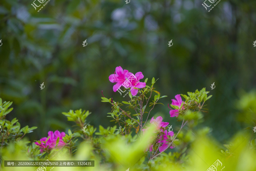 杜鹃花