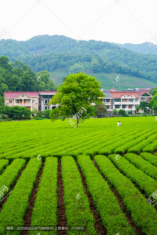 梅家坞茶园