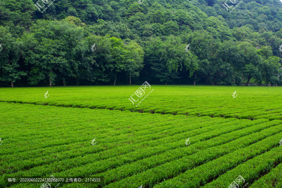 梅家坞茶园