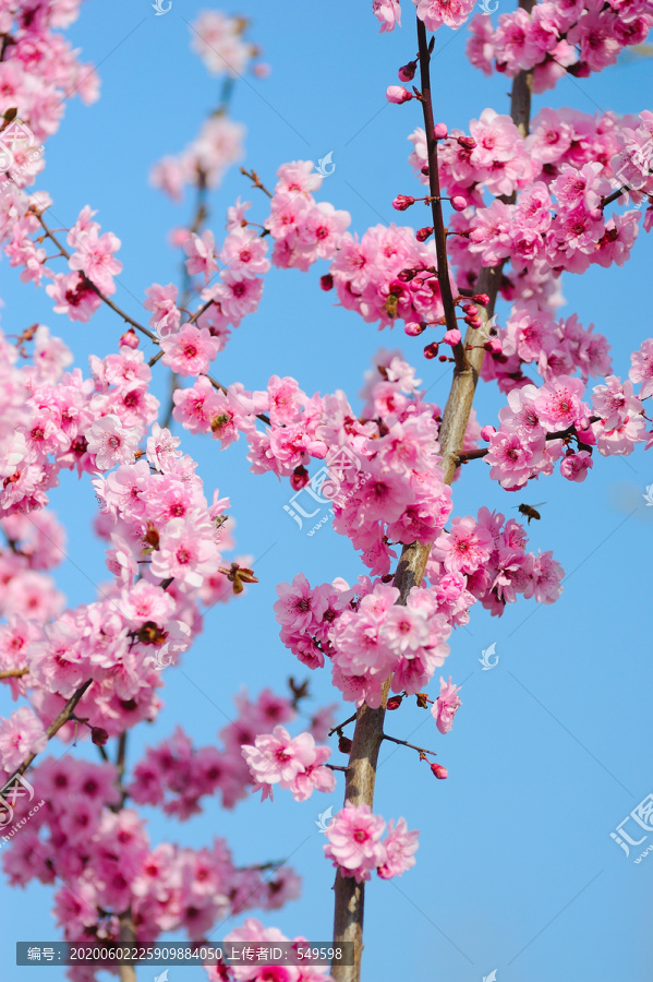 鲜艳桃花