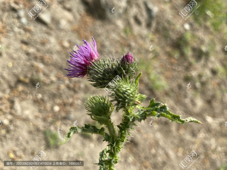 飞廉花