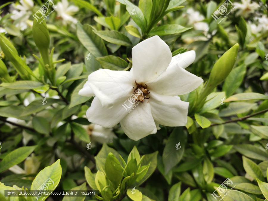 栀子花花儿开