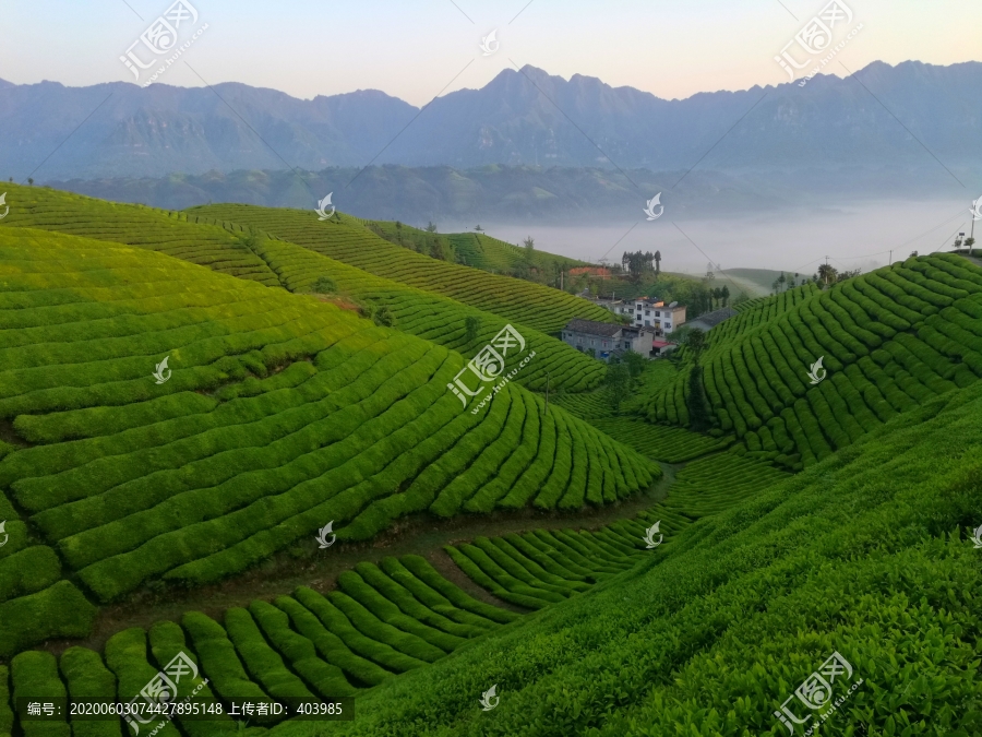 恩施木耳山茶园