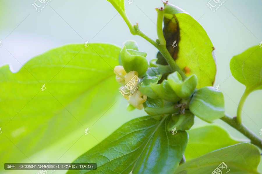 柿子花