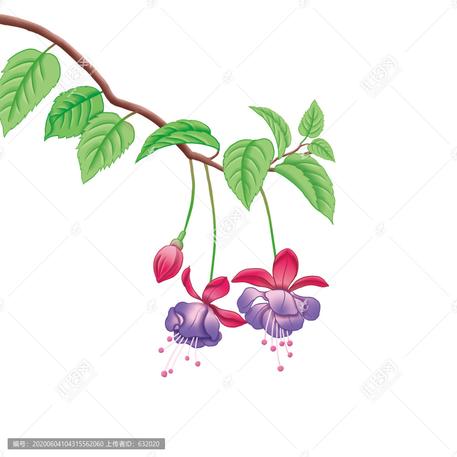 燈籠花