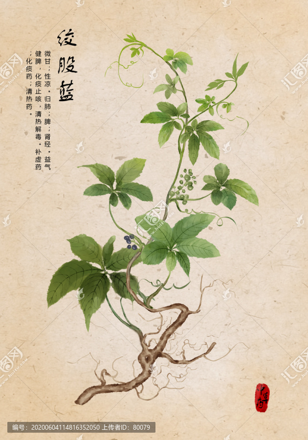 絞股藍(lán)