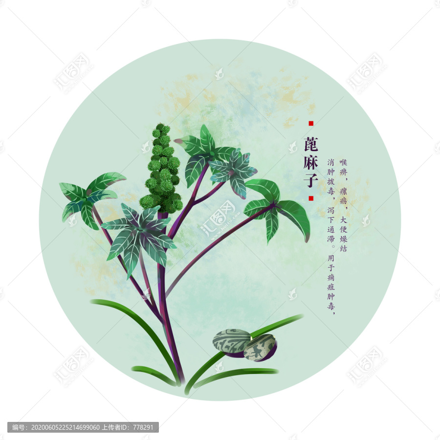 蓖麻籽