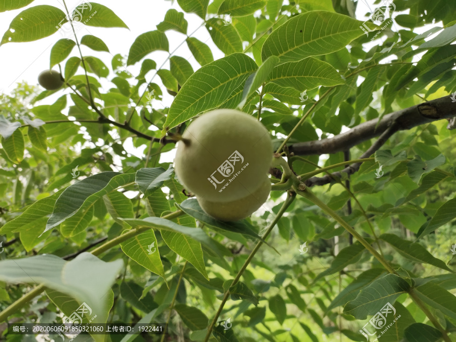 青皮核桃特写