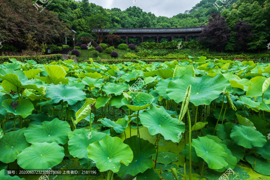 重庆华岩寺公园七步荷塘里的荷叶