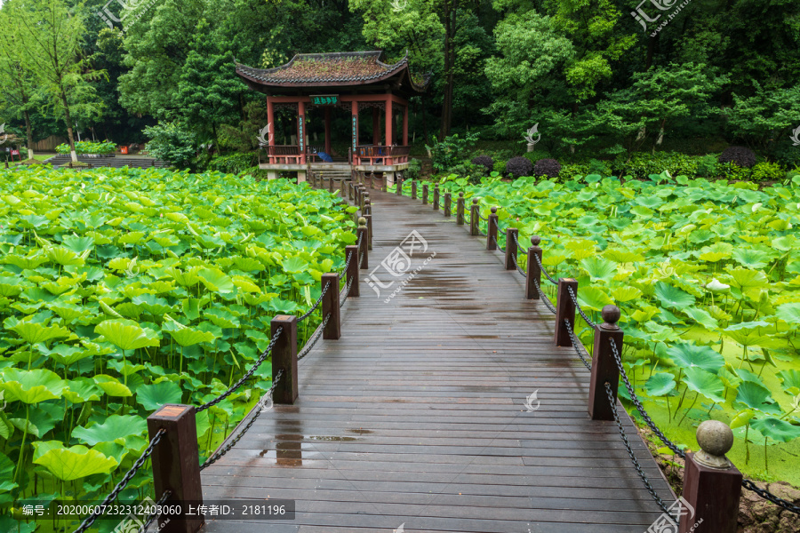 重庆华岩寺公园七步荷塘里的荷叶