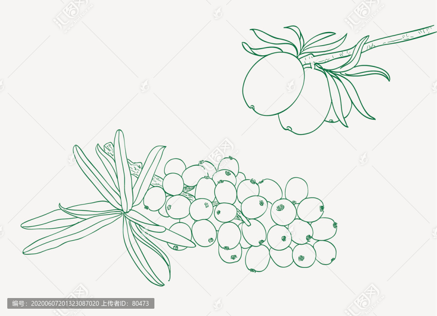 沙棘手繪沙棘線描沙棘插畫(huà)
